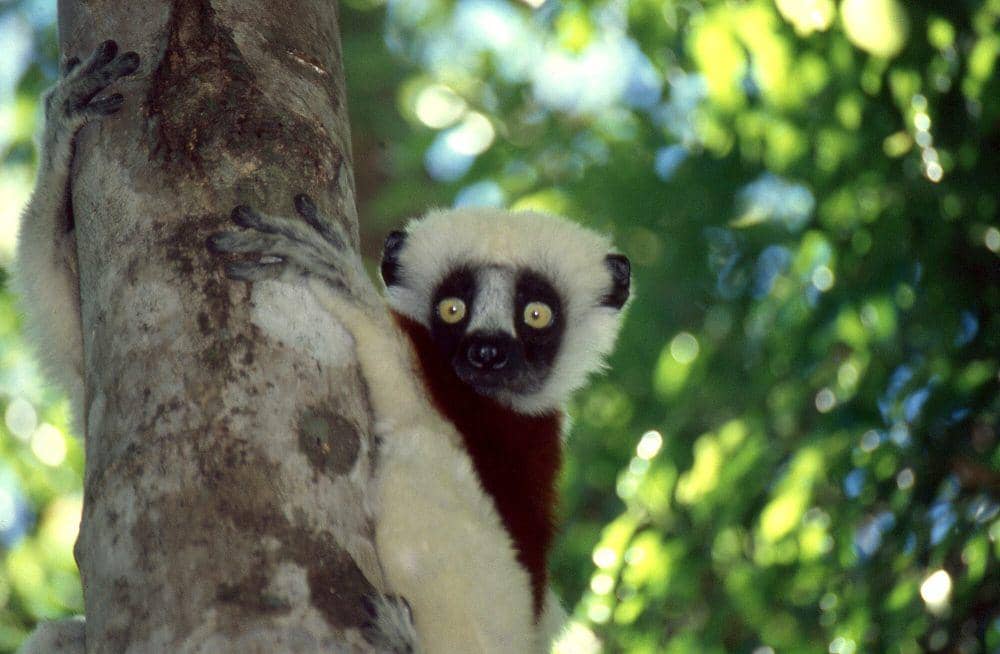 Coquerel’s sifaka (commons.m.wikimedia.org/Bernard DUPONT)
