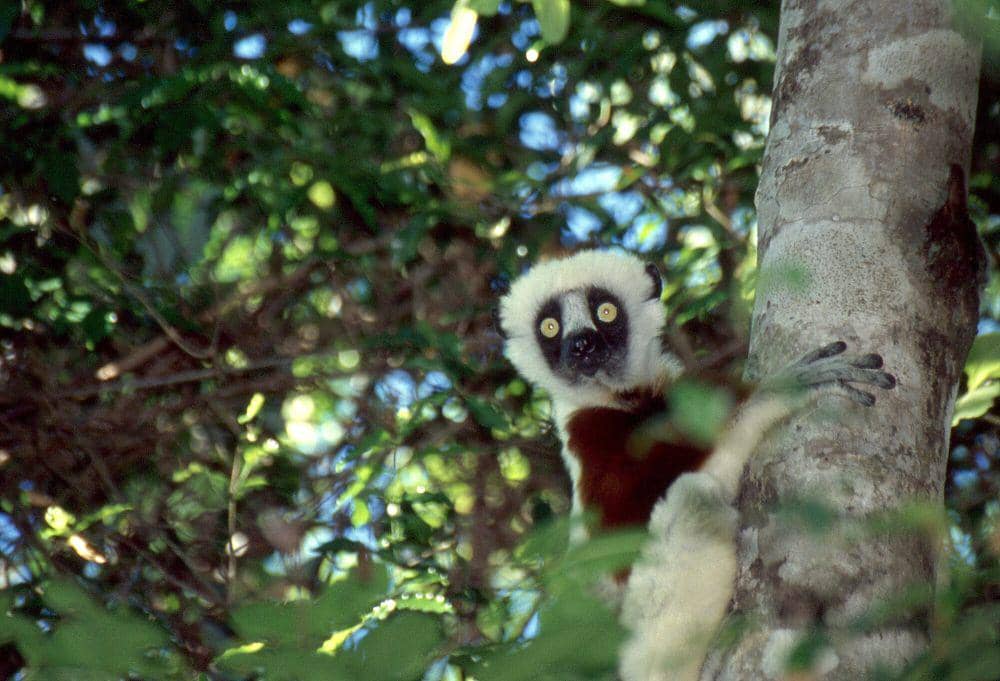 Coquerel’s sifaka (commons.m.wikimedia.org/Bernard DUPONT)