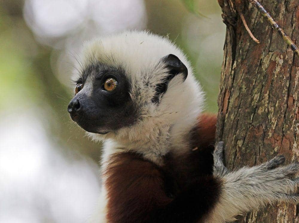 Coquerel’s sifaka (commons.m.wikimedia.org/Charles J. Sharp)