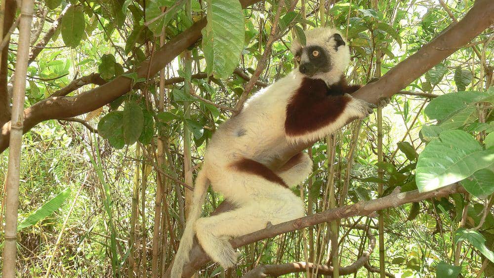 Coquerel’s sifaka (commons.m.wikimedia.org/Jose Antonio)