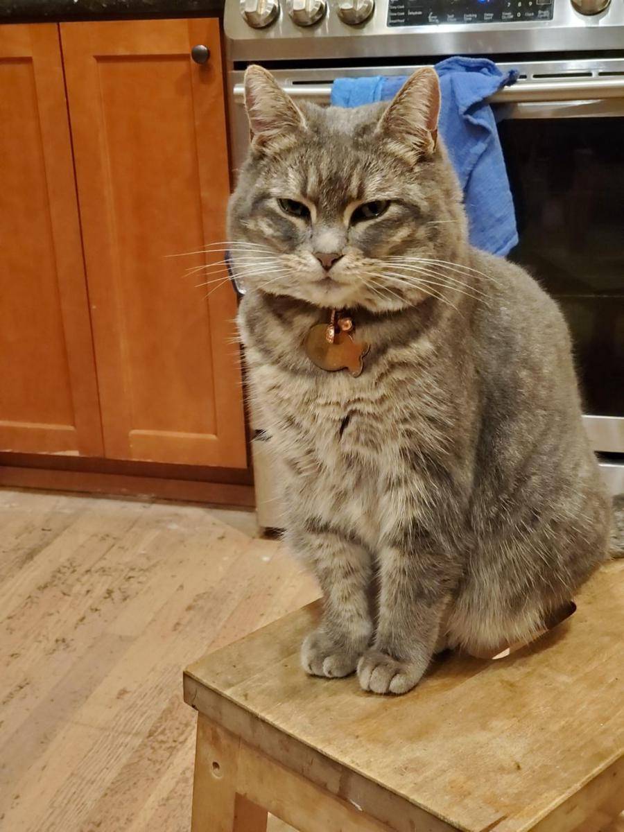 foto gemas kucing pakai kalung (reddit.com/user/GutRasiert)