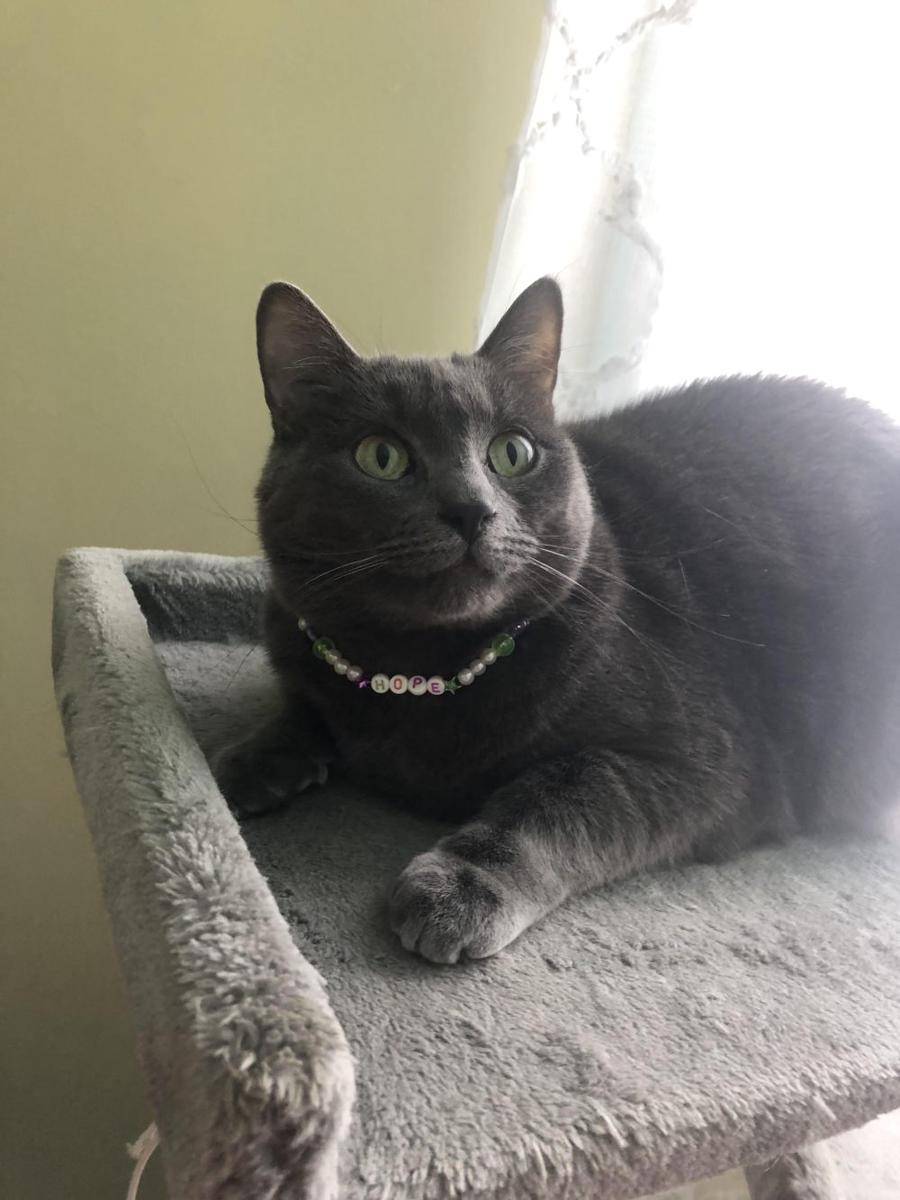 foto gemas kucing pakai kalung (reddit.com/user/randomfurpile)