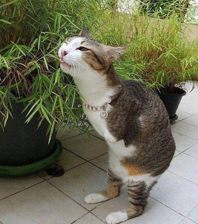 foto gemas kucing pakai kalung (reddit.com/user/Sharukito1903)