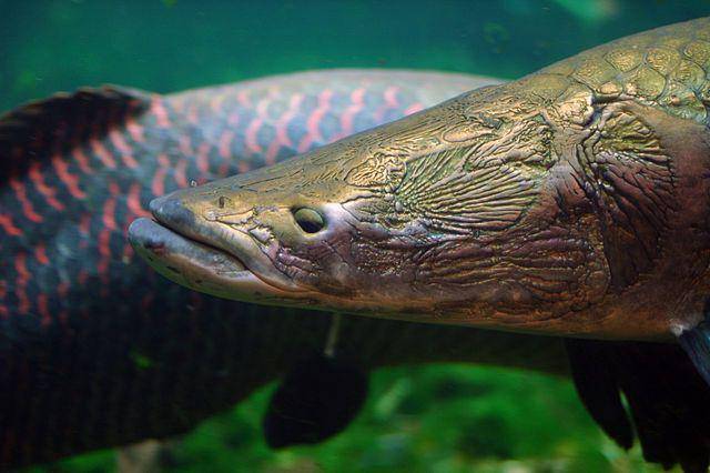 ilustrasi ikan Arapaima (commons.wikimedia.org/Jeff Kubina)