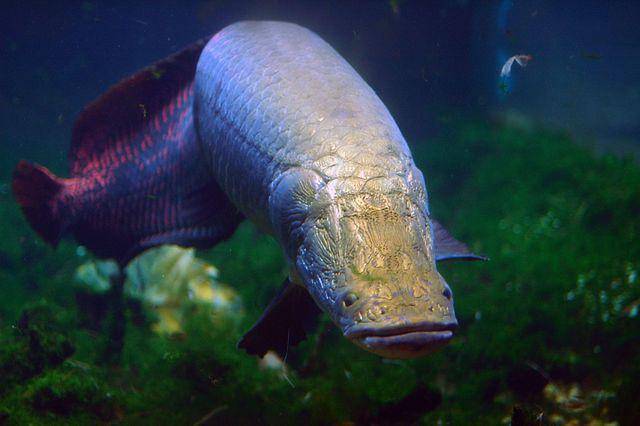 ilustrasi ikan arapaima (commons.wikimedia.org/Jeff Kubina)