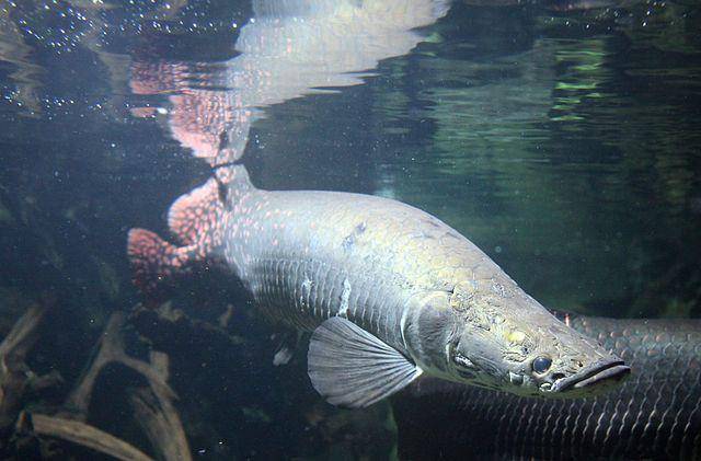 ilustrasi ikan arapaima (commons.wikimedia.org/Citron / CC-BY-SA-3.0)