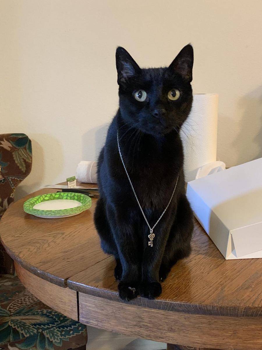 foto gemas kucing pakai kalung (reddit.com/user/Synda22)