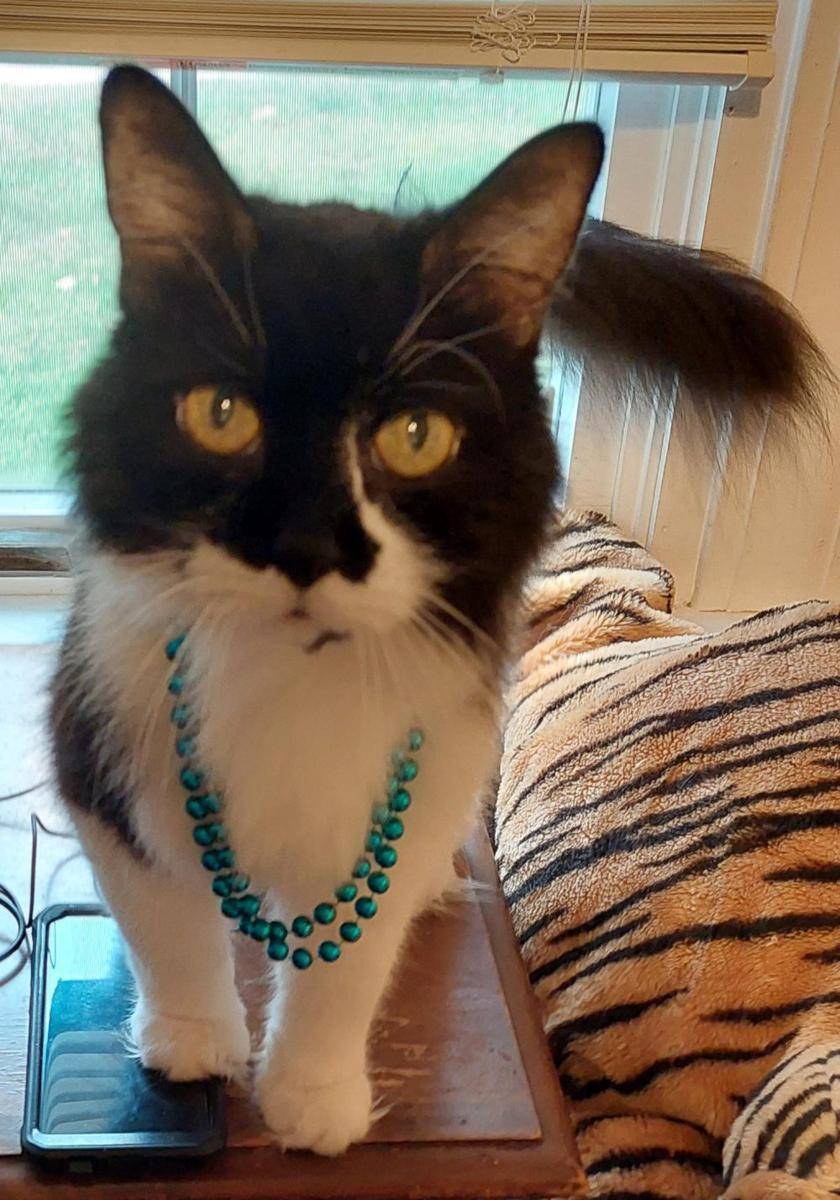 foto gemas kucing pakai kalung (reddit.com/user/ThePrimeReason)