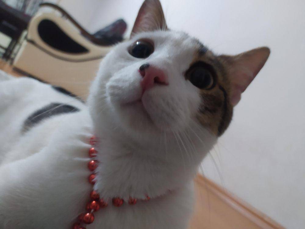 foto gemas kucing pakai kalung (reddit.com/user/pikamui)