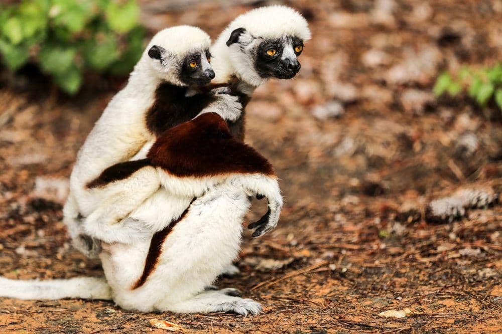7 Fakta Menarik Coquerel's Sifaka, Punya Gigi Khusus untuk Perawatan!