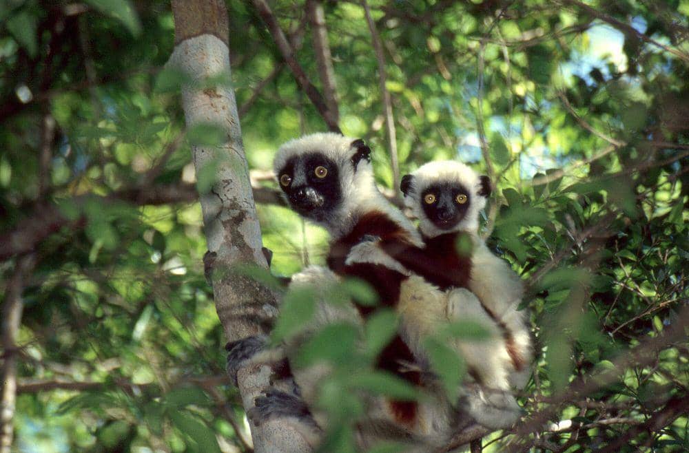 Coquerel’s sifaka (commons.m.wikimedia.org/Bernard DUPONT)