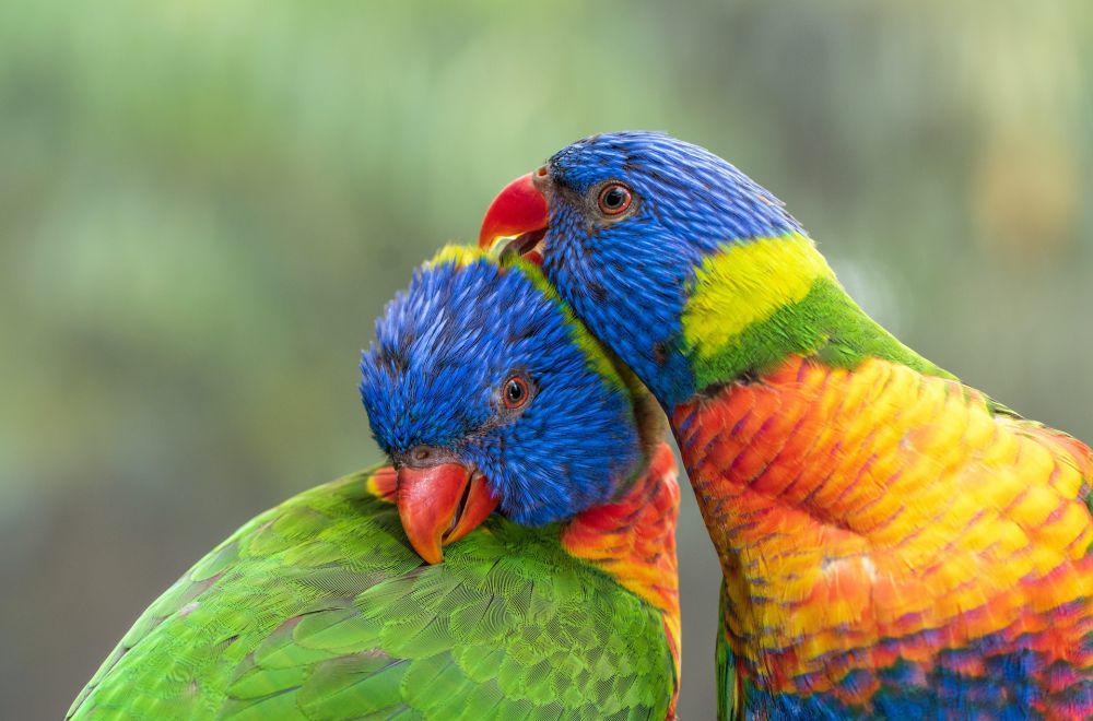 7 Fakta Rainbow Lorikeet, Nuri Cantik Pemakan Bunga dari Australia
