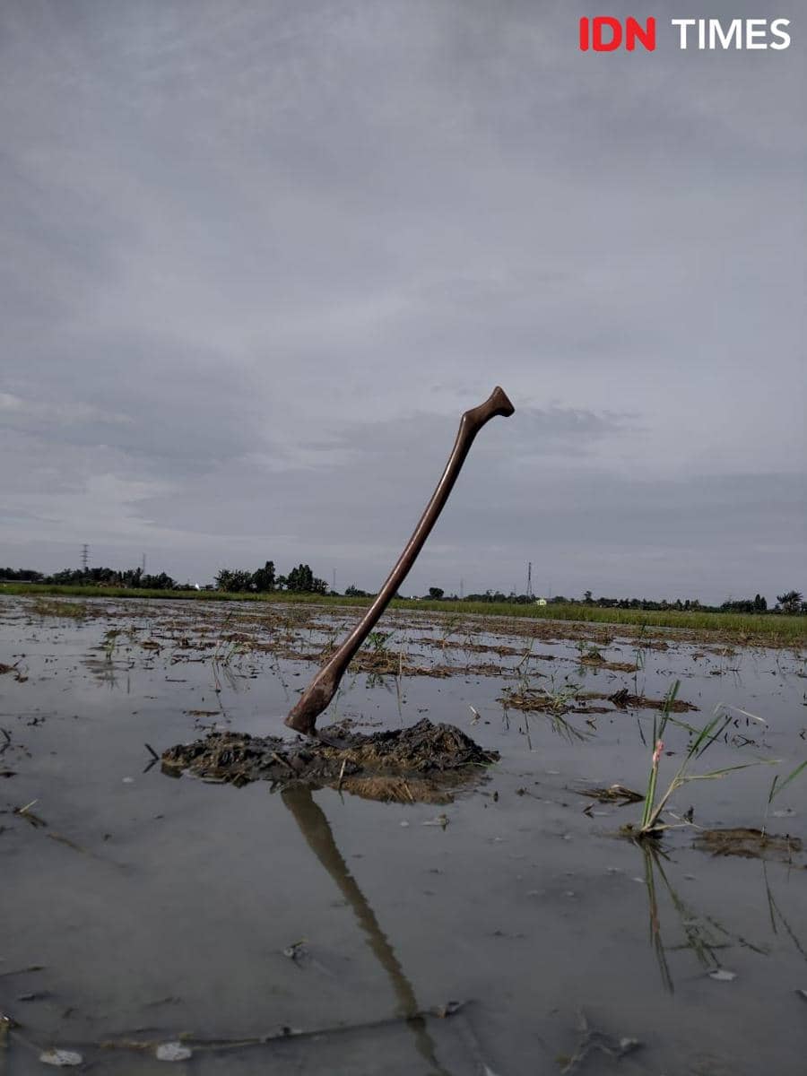 Membajak sawah agar tanah gembur dan siap ditanami padi (IDN Times/Eko Agus Herianto)