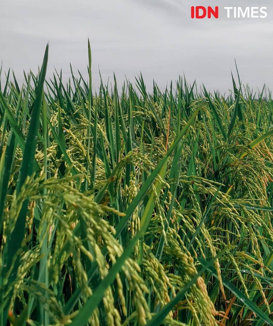 Padi yang seminggu lagi siap panen (IDN Times/Eko Agus Herianto)