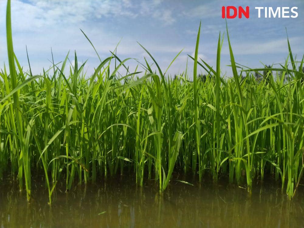 5 Hal yang Harus Diperhatikan Jika Ingin Mulai Jadi Petani