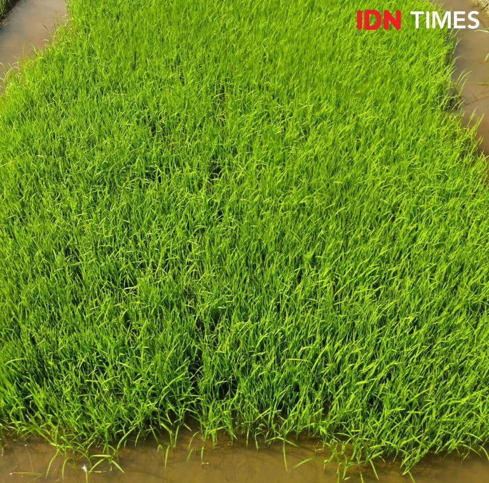 Bibit padi yang sudah siap untuk ditanam (IDN Times/Eko Agus Herianto)