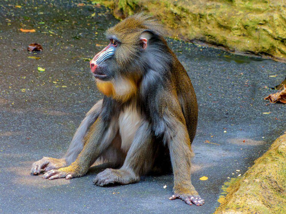 Monyet dukun (pixabay.com/Steffen Wachsmuth)