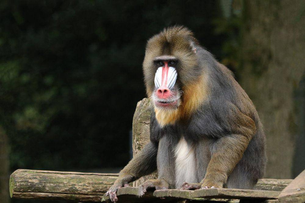 Monyet dukun (pixabay.com/Marjon Besteman)