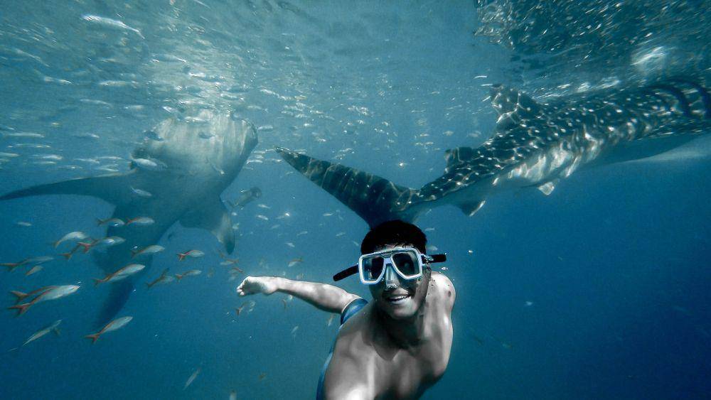 ilustrasi berenang dengan hiu paus (unsplash.com/mikeliaophotography)