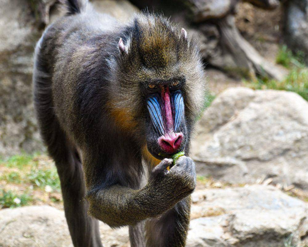 Monyet dukun (pixabay.com/Christel SAGNIEZ)