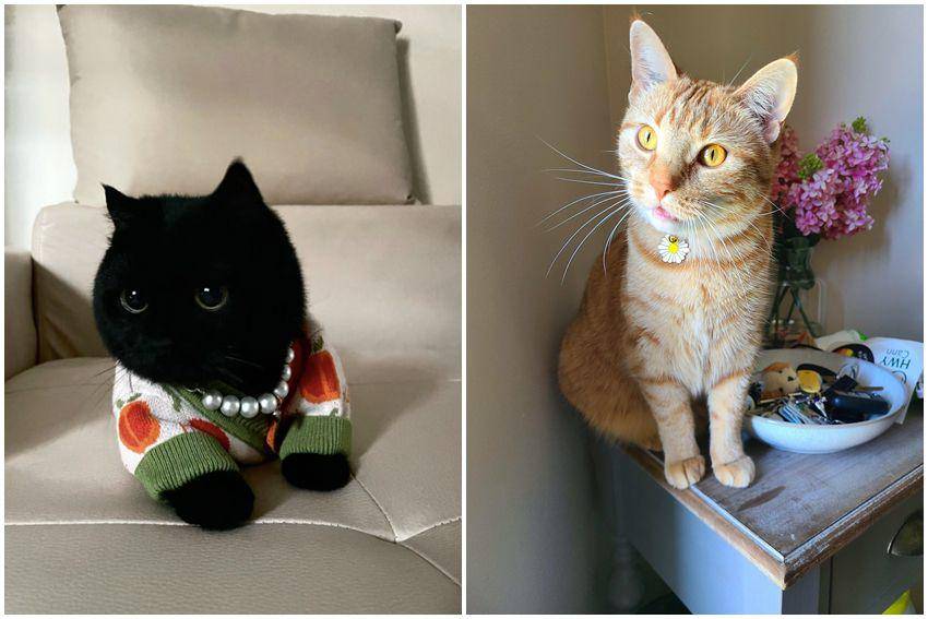 kolase foto gemas kucing pakai kalung (reddit.com/user/AppleCiderAndy | reddit.com/user/GingaNinja0531)