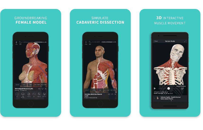 potret Complete Anatomy 2023 (3D4Medical from Elsevier/Complete Anatomy 2023)