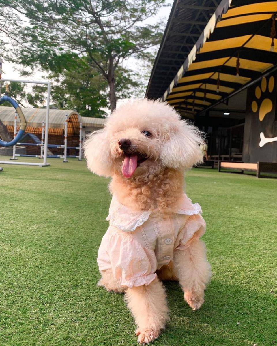 woof avenue (Instagram.com/laladogykecil)