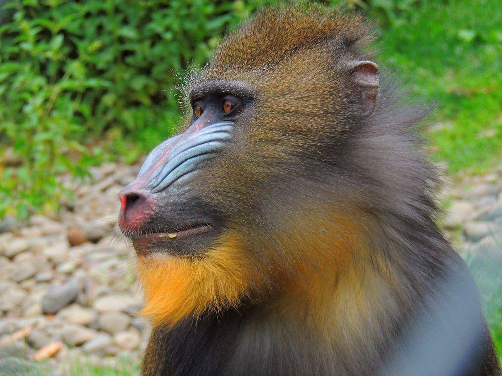 Monyet dukun (pixabay.com/Cristi Nede)