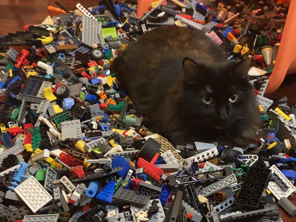 10 Foto Gemas Kucing Main Lego, Sampai Ketiduran, dong!