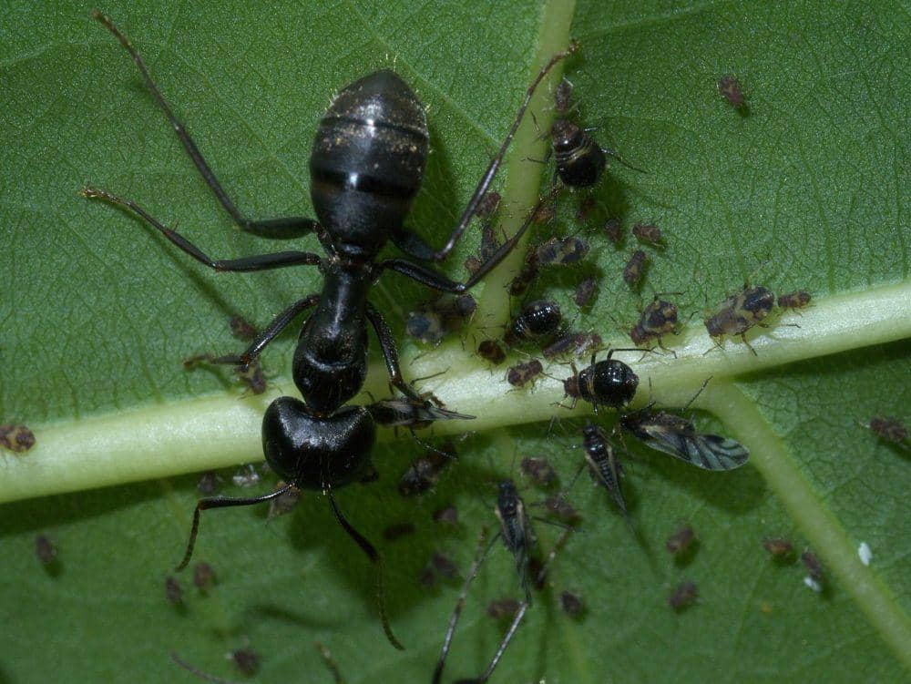 Semut Rangrang Hitam 5 Fakta Menarik Semut Rangrang, Semut Gigitan Menyakitkan | IDN Times