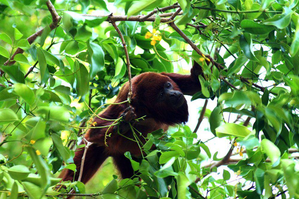Monyet howler (commons.m.wikimedia.org/MEdoardo Pietro)