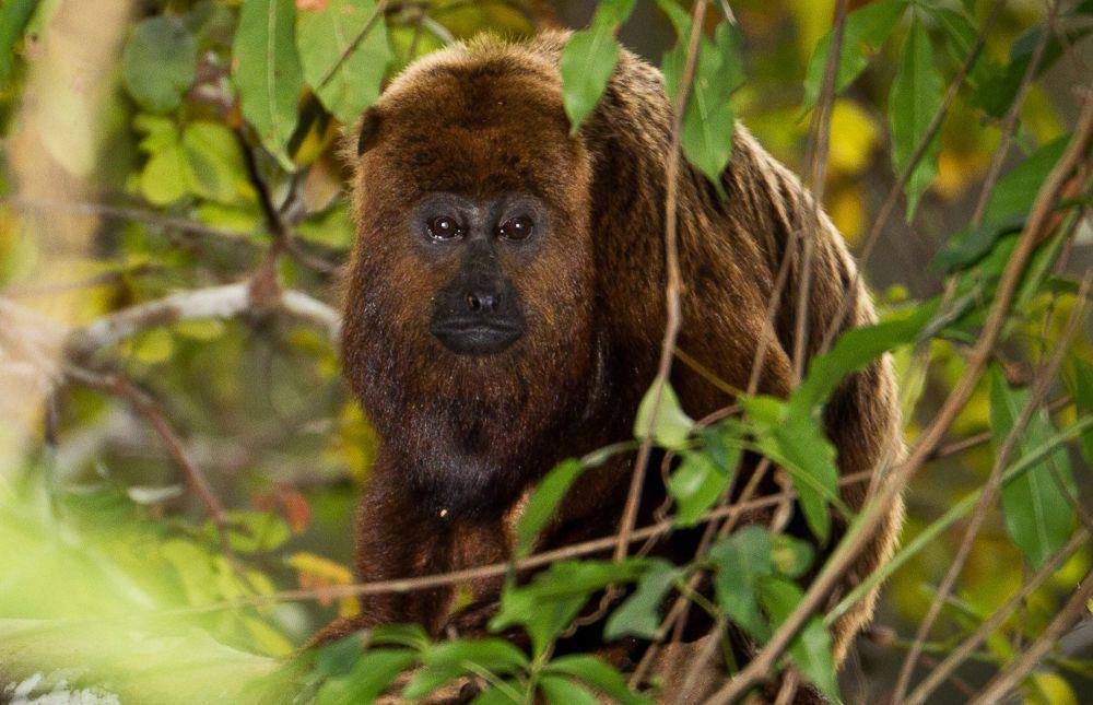 Monyet howler (commons.m.wikimedia.org/Bart van Dorp)