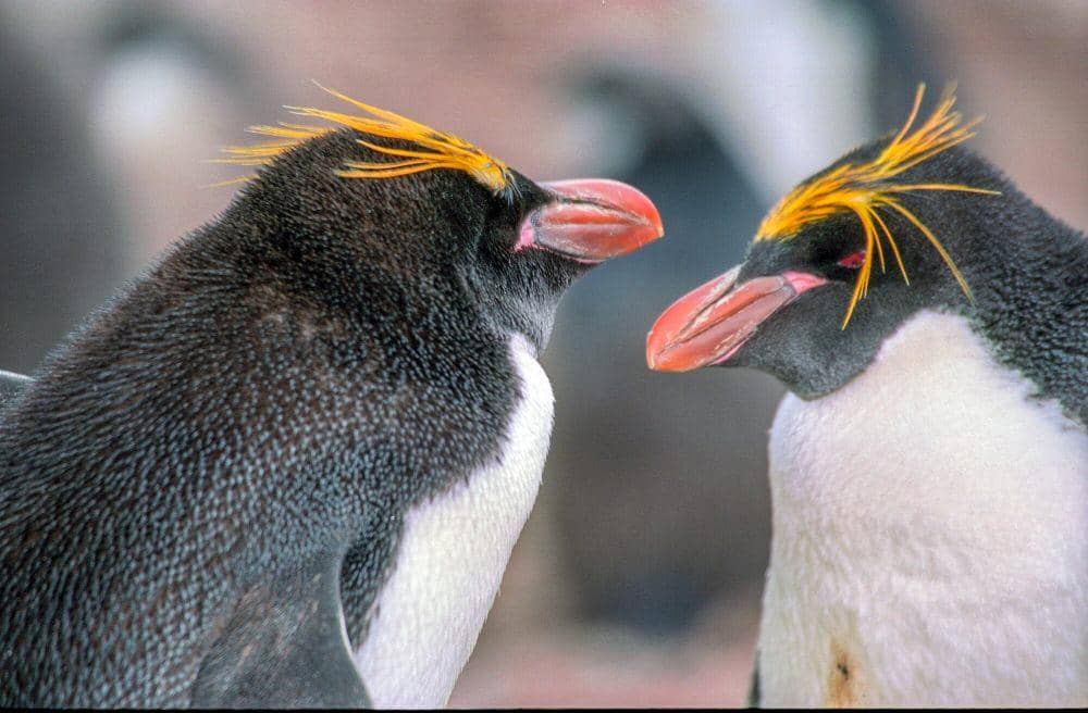 Penguin makaroni (commons.m.wikimedia.org/Jerzy Strzelecki)
