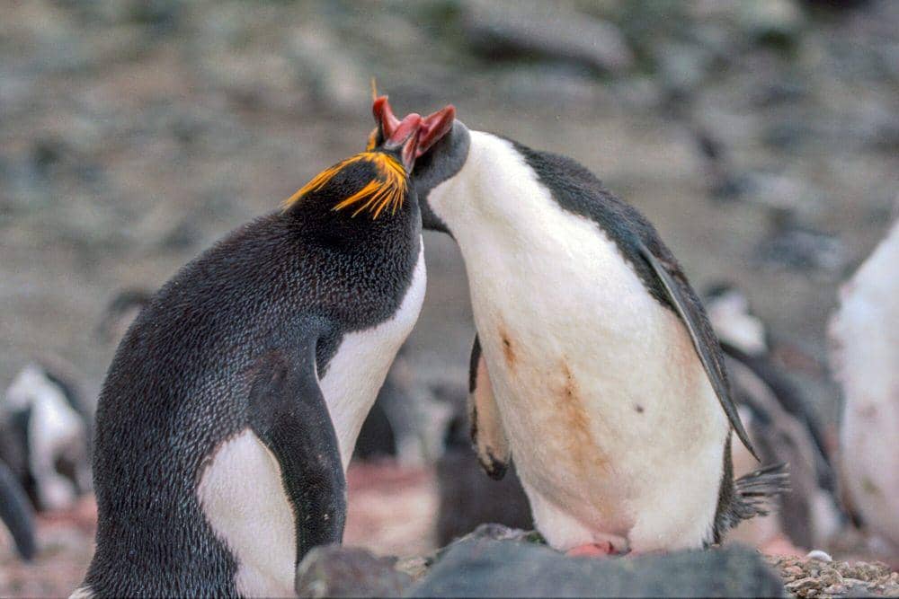 Penguin makaroni (commons.m.wikimedia.org/Jerzy Strzelecki)
