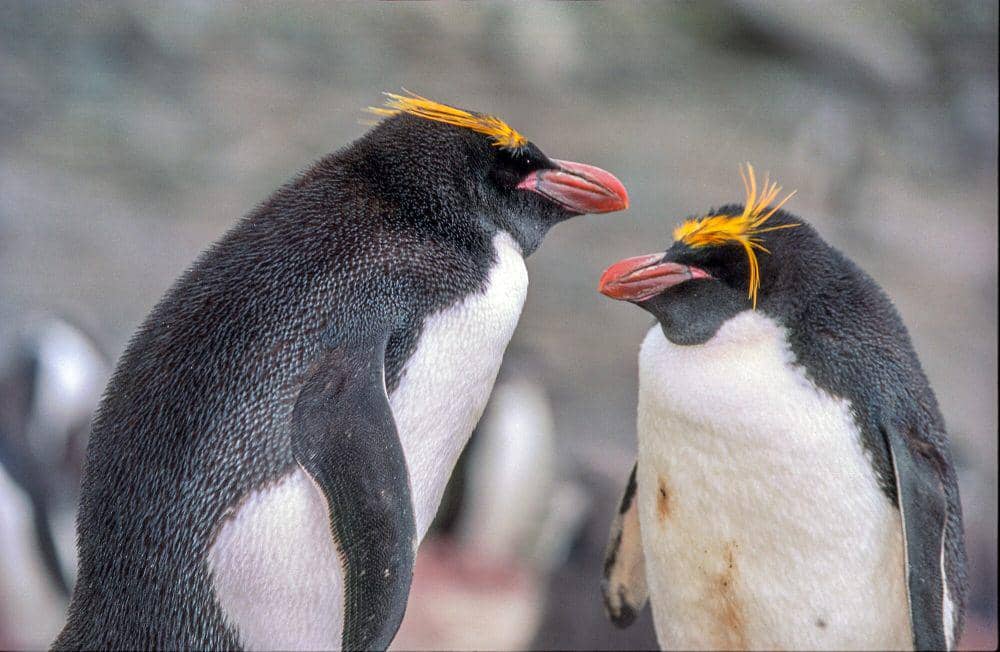 Penguin makaroni (commons.m.wikimedia.org/Jerzy Strzelecki)