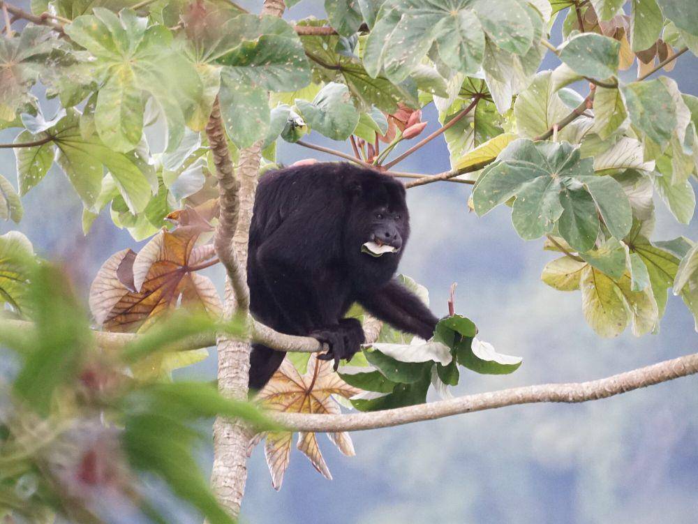 Monyet howler (commons.m.wikimedia.org/Mike's Birds)