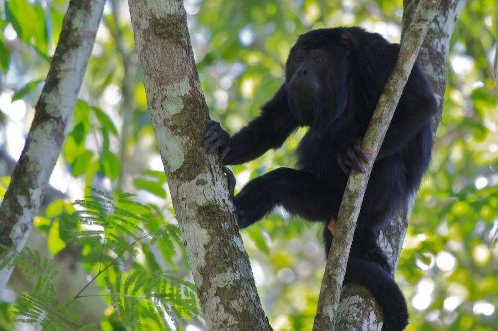 Monyet howler (commons.m.wikimedia.org/Lowjumpingfrog)