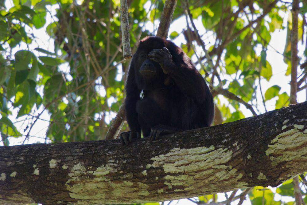 Monyet howler (commons.m.wikimedia.org/Lowjumpingfrog)