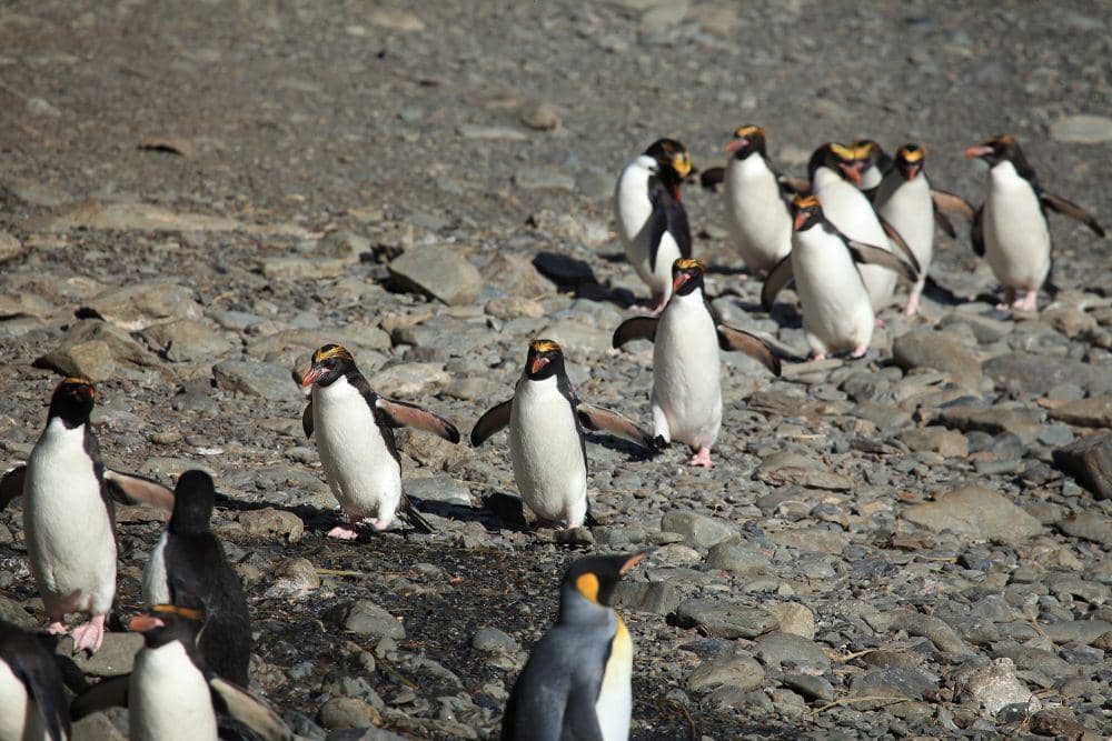 Penguin makaroni (commons.m.wikimedia.org/Liam Quinn)