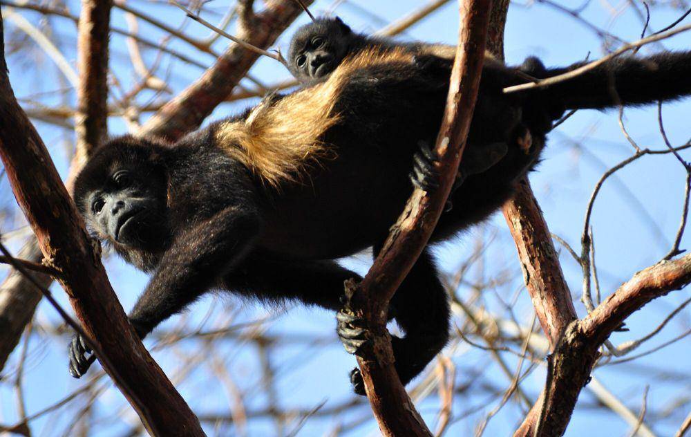 Monyet howler (commons.m.wikimedia.org/Steve Harbula)
