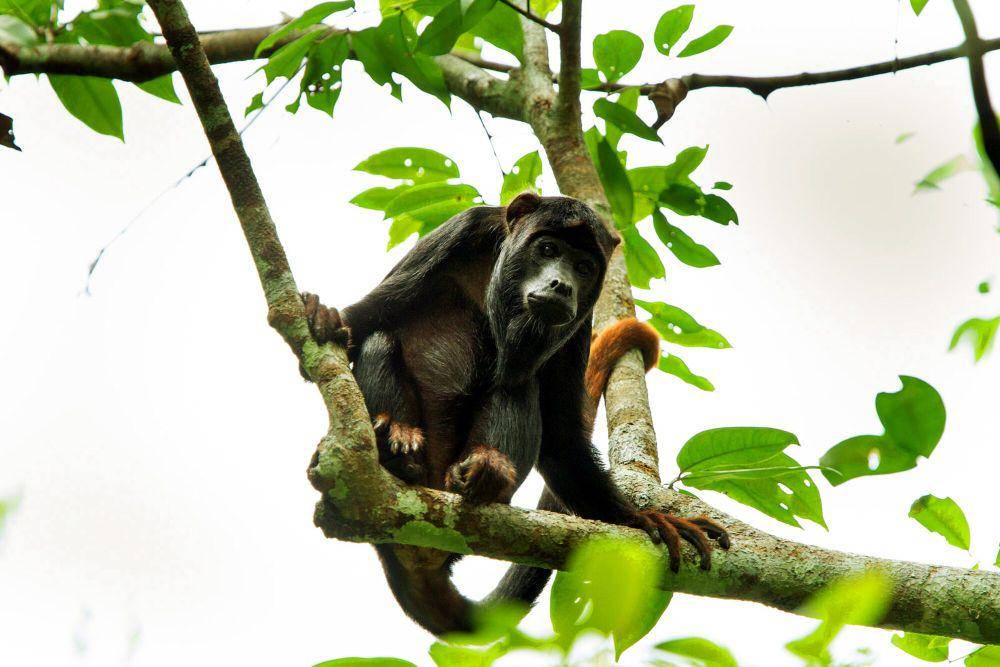 Monyet howler (commons.m.wikimedia.org/Alex Da Riva)