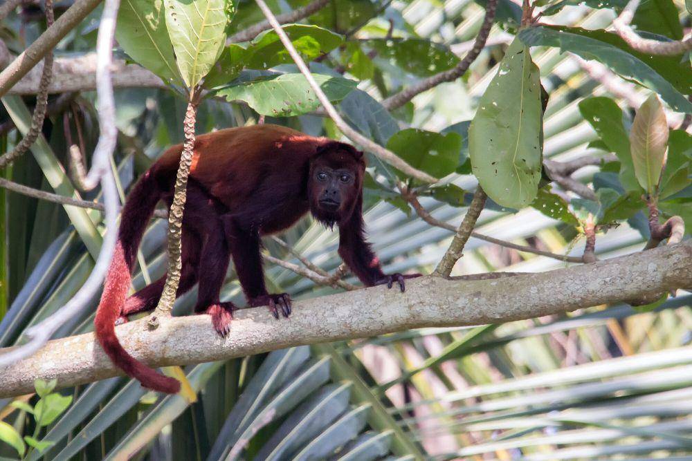 Monyet howler (commons.m.wikimedia.org/Fernando Flores)