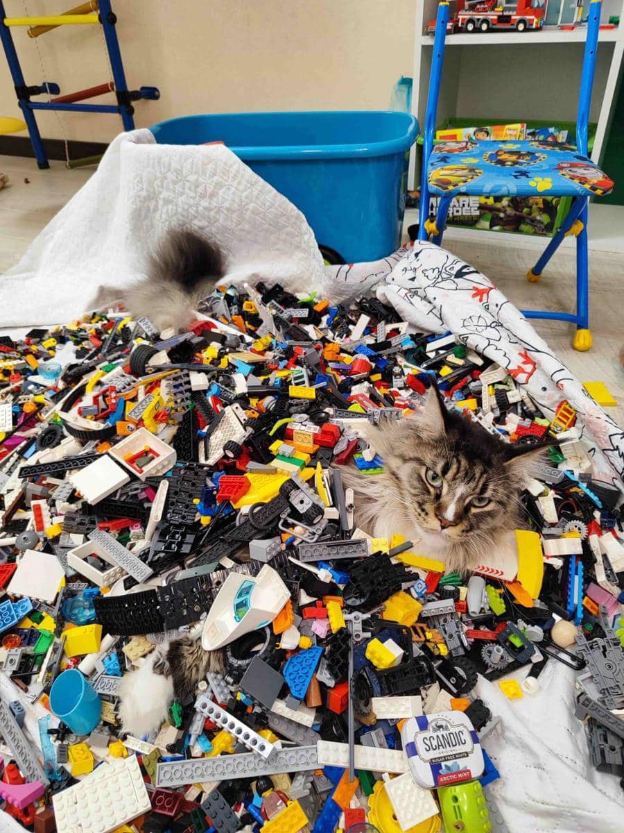 foto gemas kucing main Lego (reddit.com/user/PotentialDisaster519)