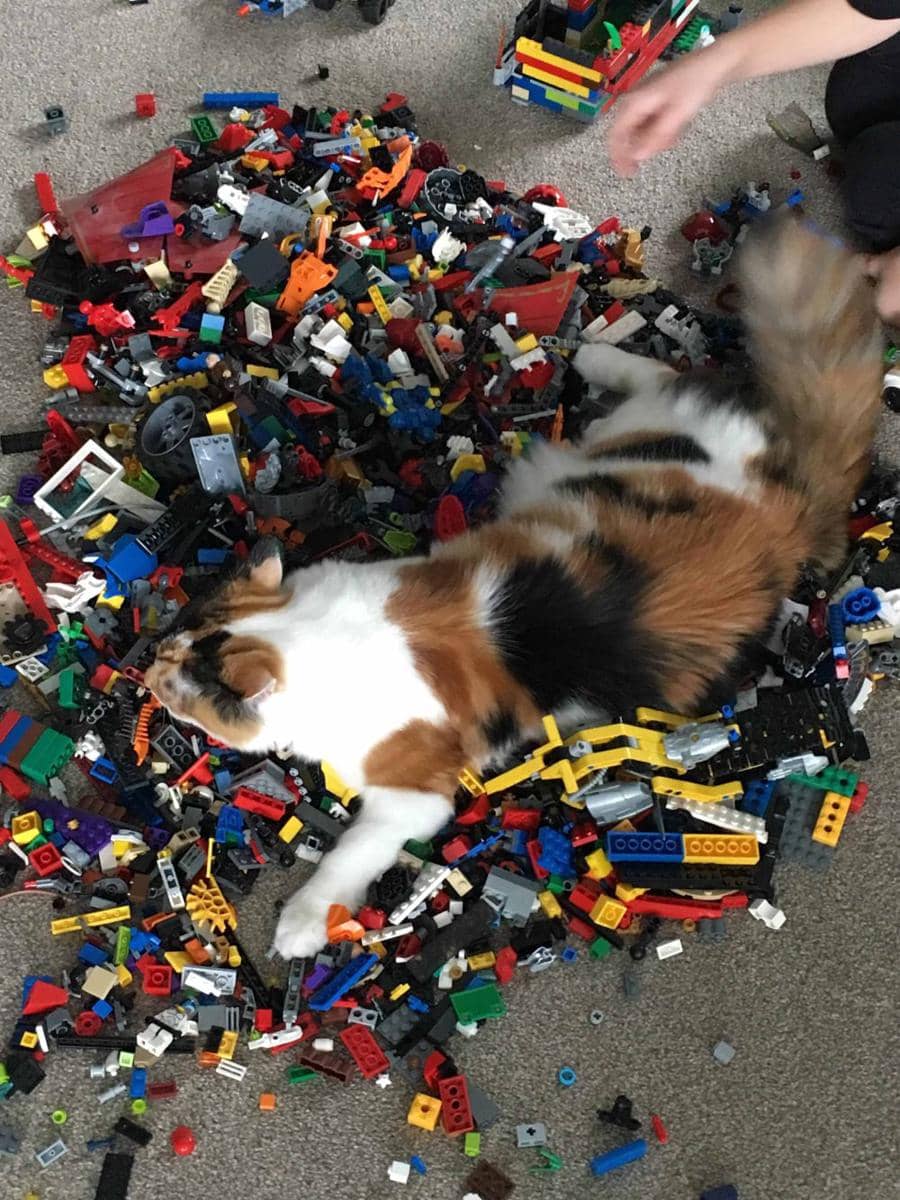 foto gemas kucing main Lego (reddit.com/user/ArmyOfMe99)