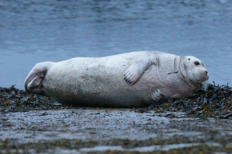 anjing laut berjanggut di Kepulauan Shetland (commons.wikimedia.org/Bearded Seal (Erignathus barbatus), Baltasound marina by Mike Pennington)