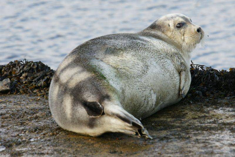 anjing laut berjanggut di Kepulauan Shetland (commons.wikimedia.org/Bearded Seal (Erignathus barbatus), Baltasound marina by Mike Pennington)