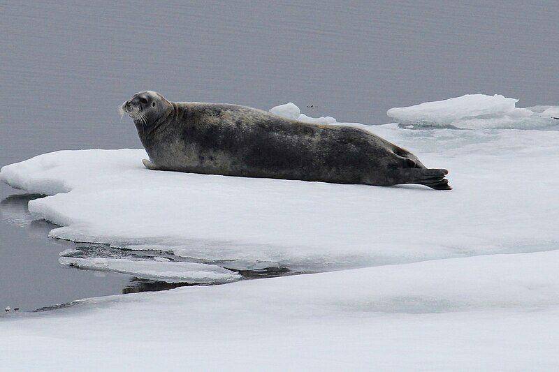anjing laut berjanggut di atas bongkahan es (commons.wikimedia.org/Gary Bembridge)