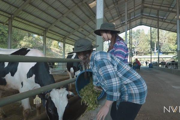 8 Potret Nikita Willy Jadi Peternak, Kaget saat Sapi Buang Air Kecil