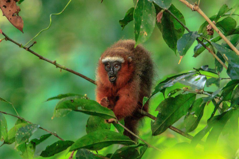 Monyet titi (commons.m.wikimedia.org Murray Foubister)