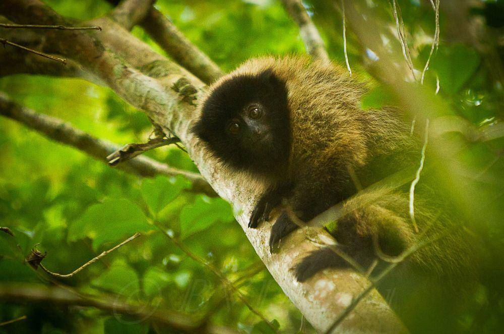 Monyet titi (commons.m.wikimedia.org/Bart van Dorp)